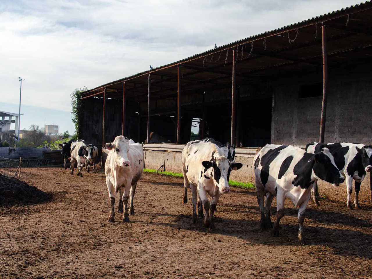 António Fernando Moreira Lopes 1
