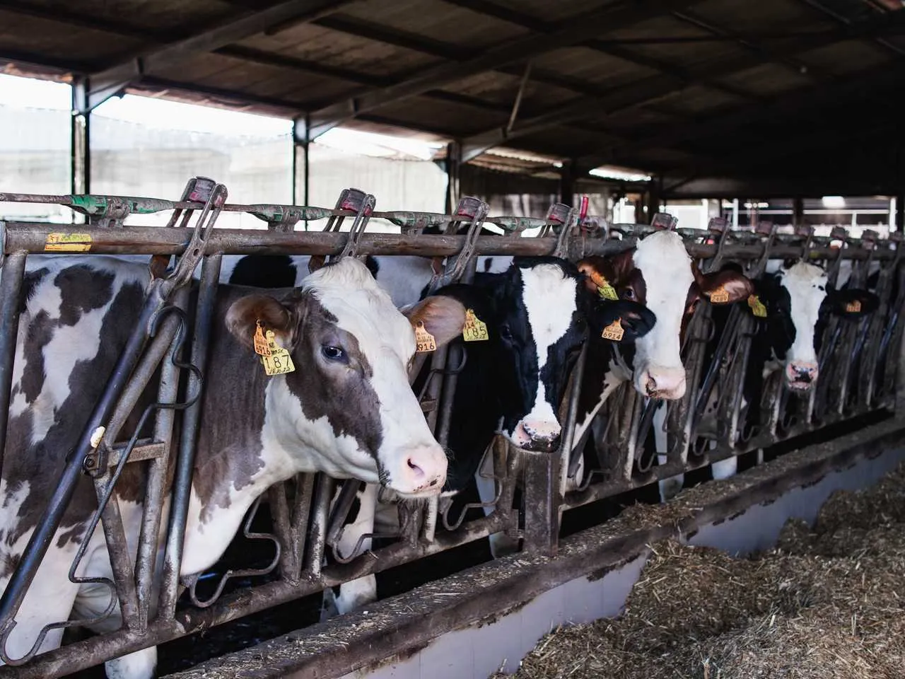 Agropecuária Avelino Santos Pinto 1