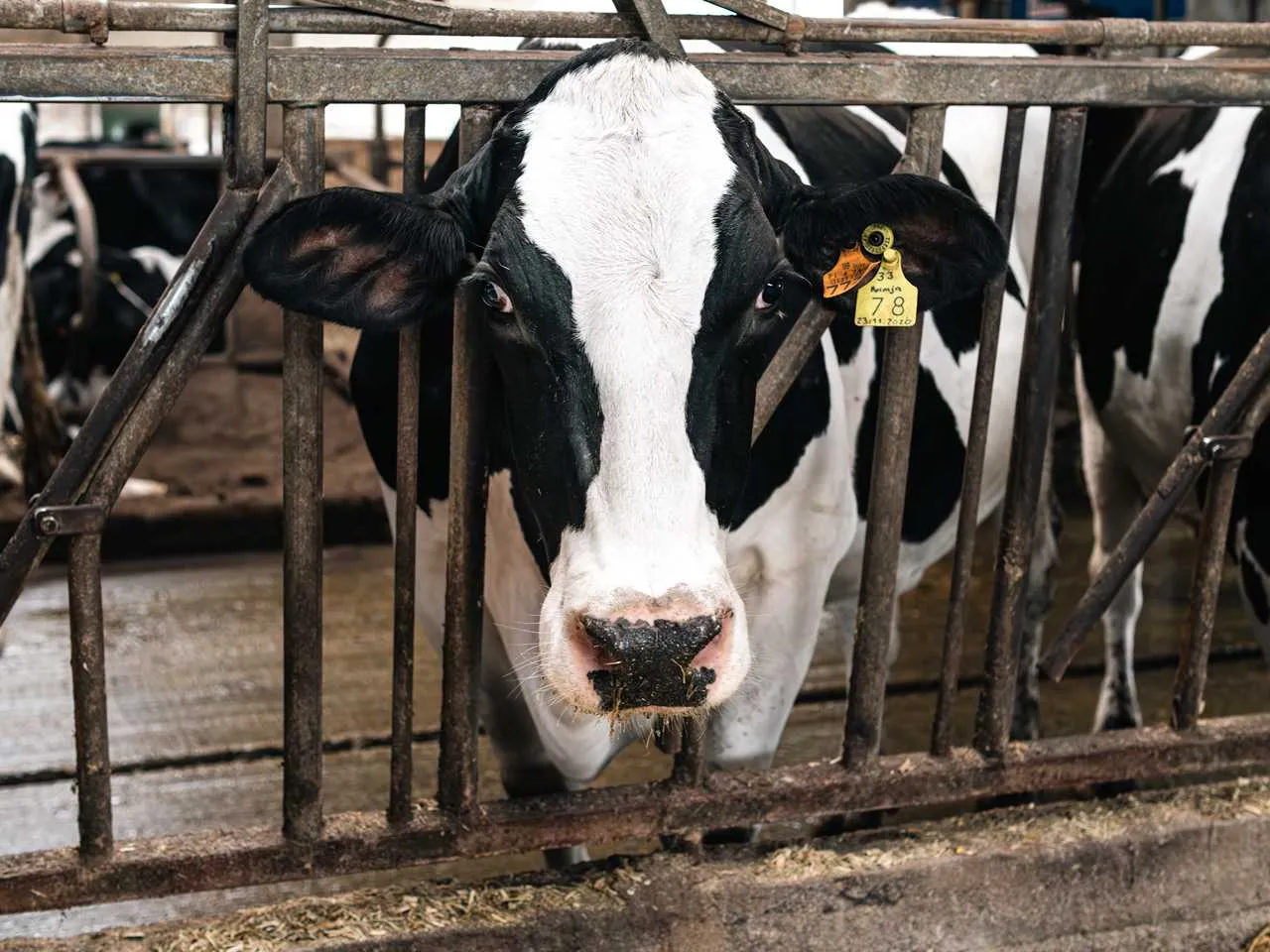 Vale de Leandro Agropecuária, Lda 2