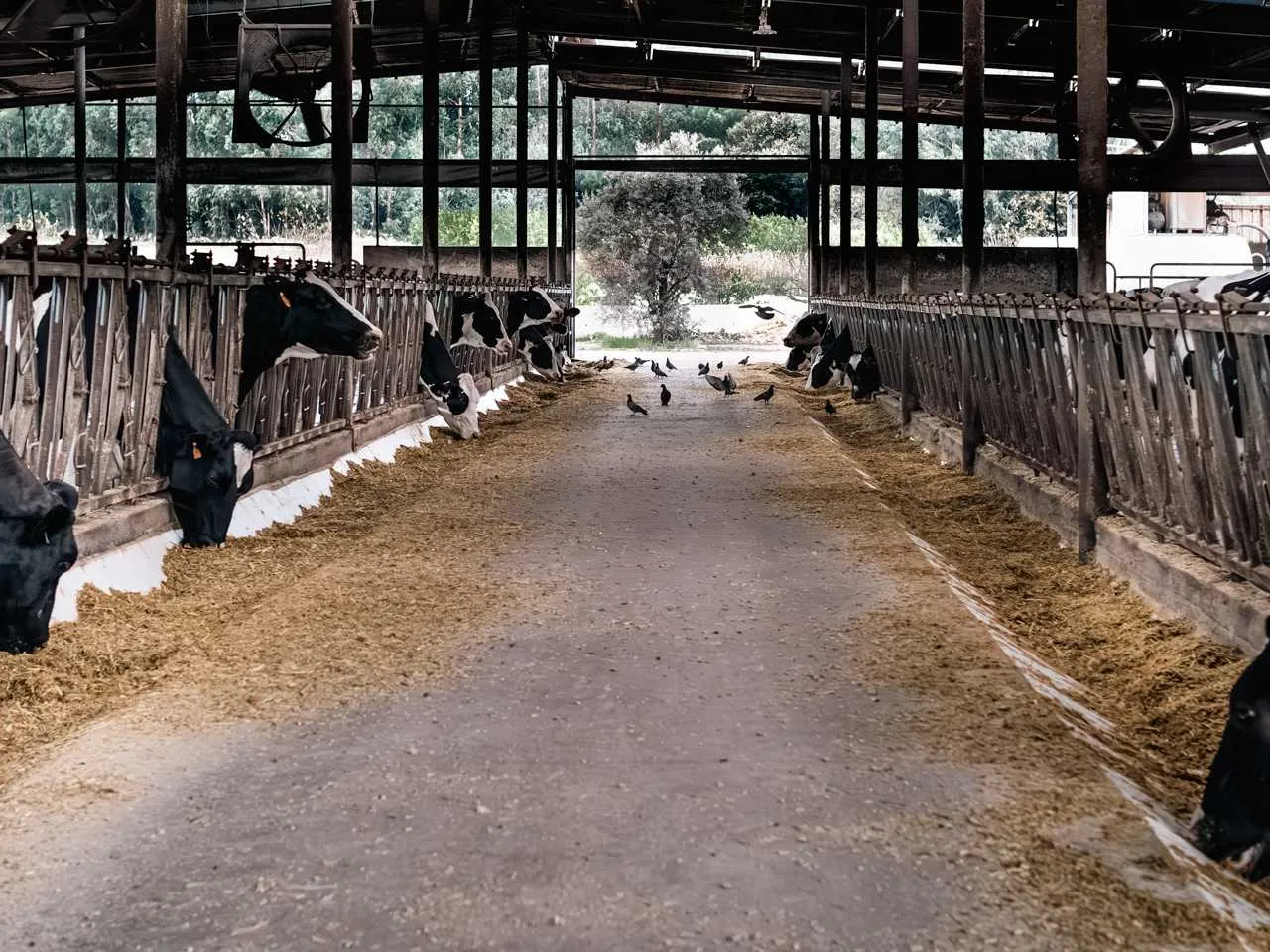 Vale de Leandro Agropecuária, Lda 3