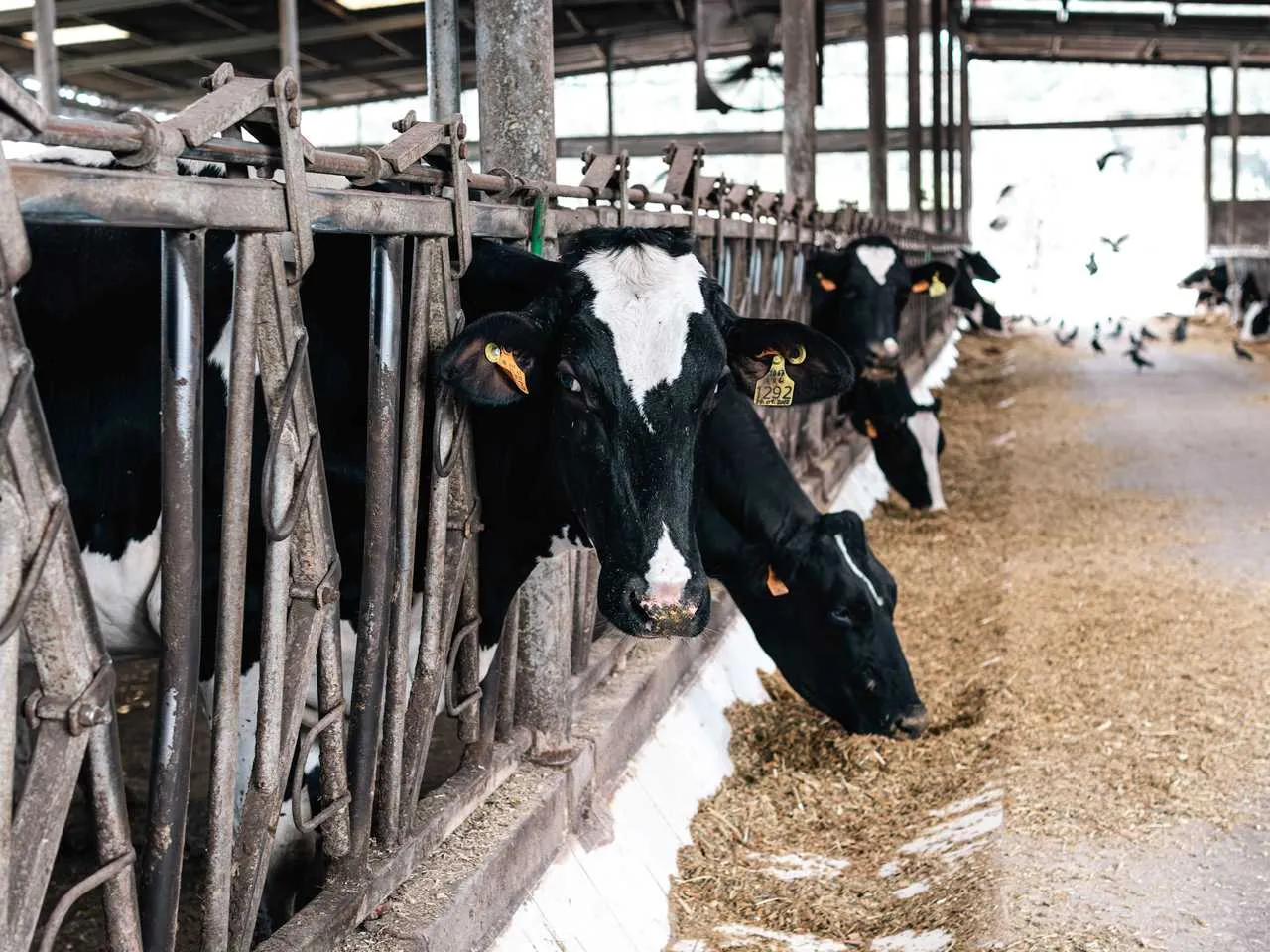 Vale de Leandro Agropecuária, Lda 4