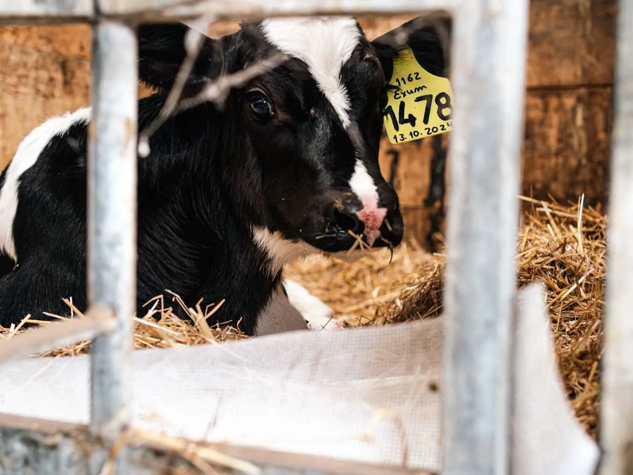 Vale de Leandro Agropecuária, Lda 5